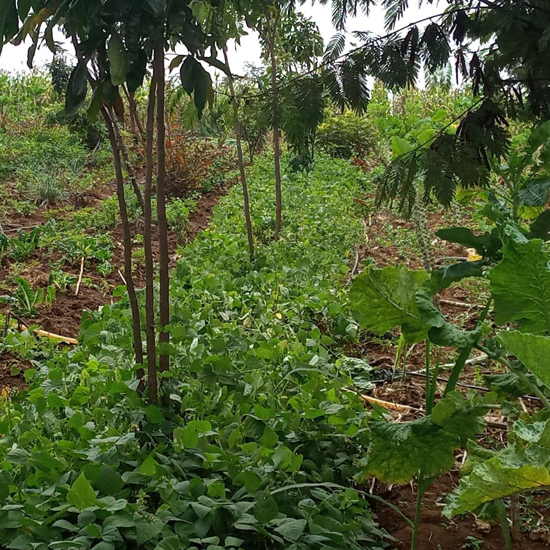 Agroforestry implementation